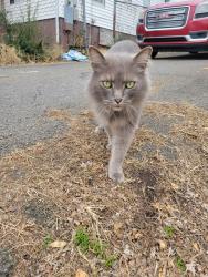 Lost Female Cat last seen Near w Columbia Ave , Knoxville, TN 37917