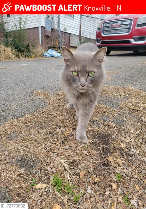 Lost Female Cat last seen Near w Columbia Ave , Knoxville, TN 37917