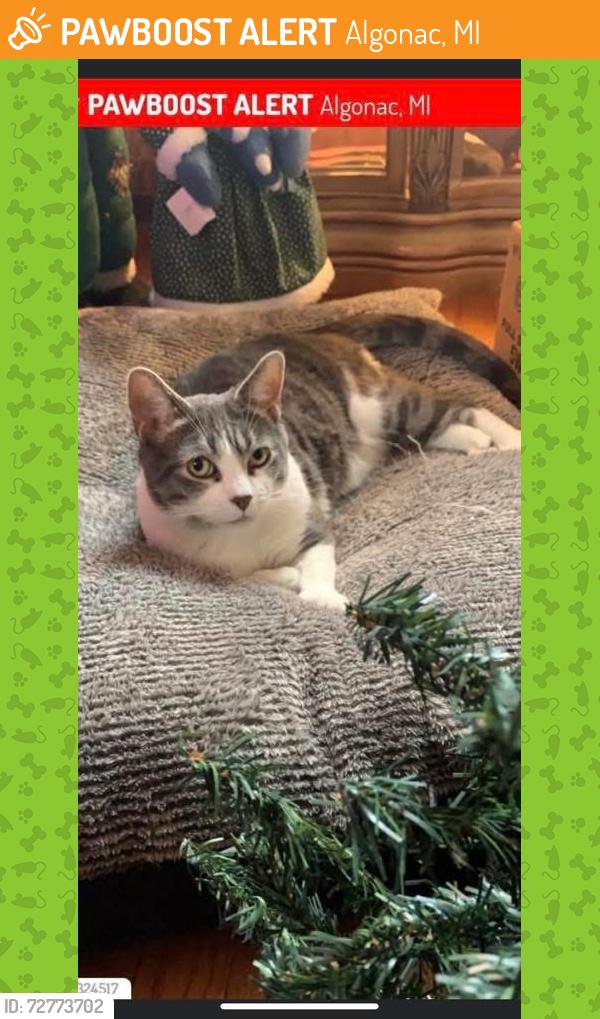 Found/Stray Unknown Cat last seen Smith St and St. Clair River Dr, Algonac, MI 48001