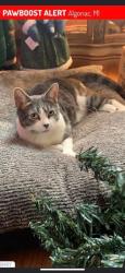 Found/Stray Unknown Cat last seen Smith St and St. Clair River Dr, Algonac, MI 48001