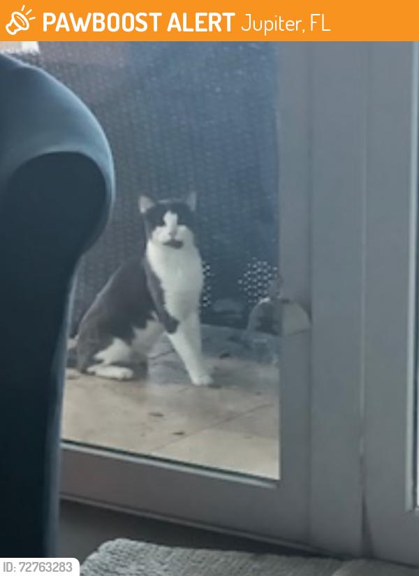 Found/Stray Unknown Cat last seen Tequesta dr and Riverside Dr, Jupiter, FL 33469