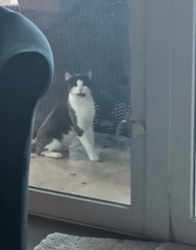 Found/Stray Unknown Cat last seen Tequesta dr and Riverside Dr, Jupiter, FL 33469