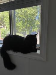 Lost Male Cat last seen College Ave, Columbus, GA 31907