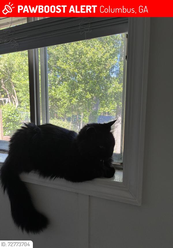 Lost Male Cat last seen College Ave, Columbus, GA 31907