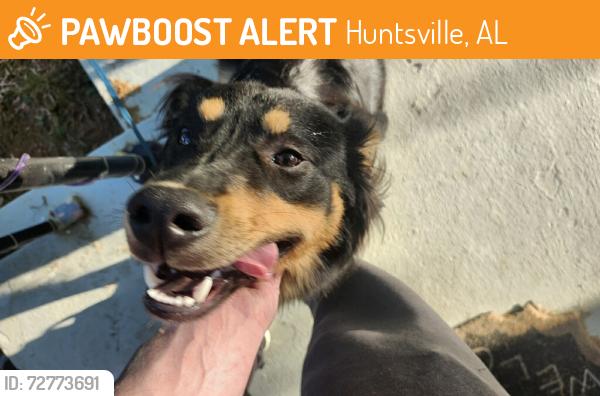 Found/Stray Male Dog last seen Near Kenwood and Mastin Lake, Huntsville, AL 35810