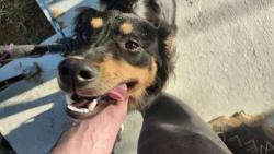 Found/Stray Male Dog last seen Near Kenwood and Mastin Lake, Huntsville, AL 35810