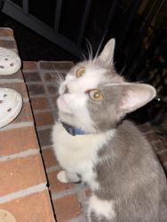 Found/Stray Male Cat last seen Near George Patterson Drive , Rutherford County, TN 37127