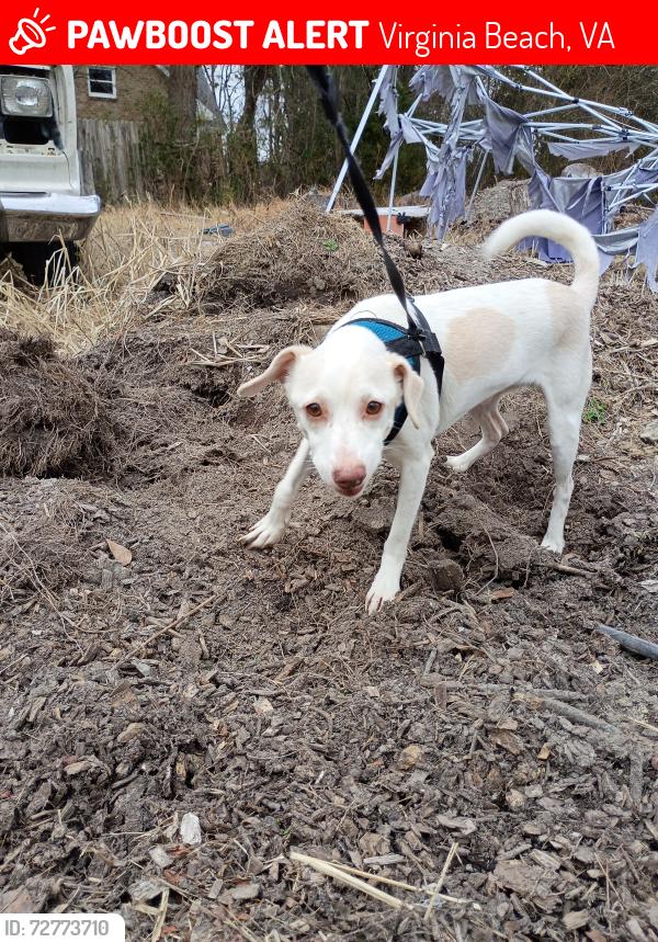 Lost Male Dog last seen Near Independence boulevard , Virginia Beach, VA 23455