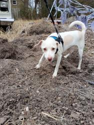 Lost Male Dog last seen Near Independence boulevard , Virginia Beach, VA 23455