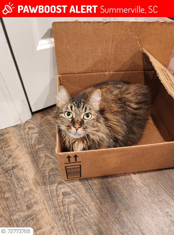 Lost Female Cat last seen Greenhurst neighborhood, Summerville, SC 29485