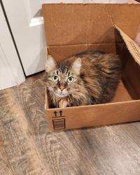 Lost Female Cat last seen Greenhurst neighborhood, Summerville, SC 29485