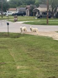 Found/Stray Unknown Dog last seen Near east 2nd street , Cleburne, TX 76031