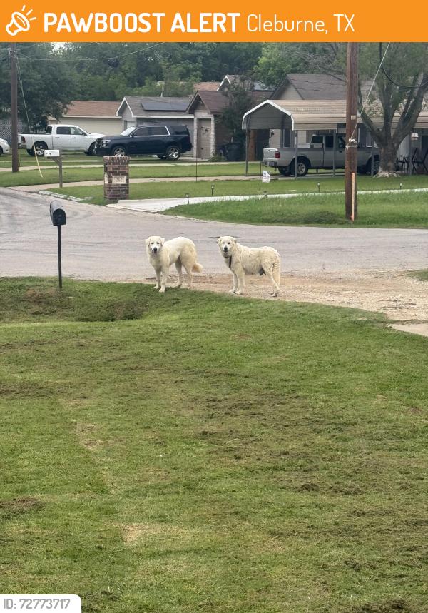 Found/Stray Unknown Dog last seen Near east 2nd street , Cleburne, TX 76031