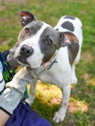 Shelter Stray Female Dog last seen Near Crossvale Rd, 30038, GA, Atlanta, GA 30341