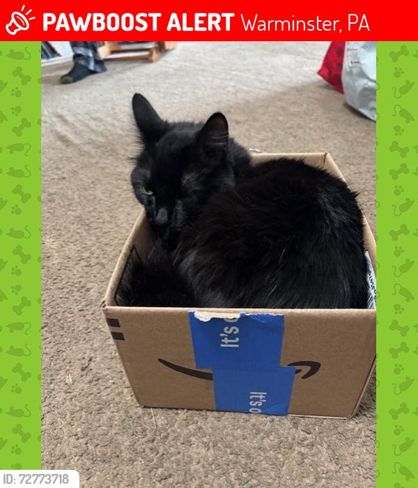 Lost Female Cat last seen Stover Mills , Warminster, PA 18974