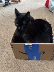Lost Female Cat last seen Stover Mills , Warminster, PA 18974