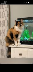 Lost Female Cat last seen lisbon grade school, Lisbon, IL 60541