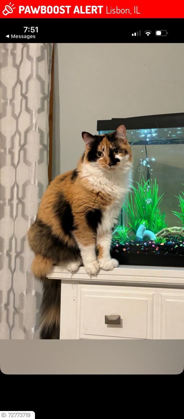 Lost Female Cat last seen lisbon grade school, Lisbon, IL 60541