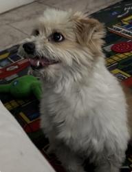Lost Male Dog last seen Palm street, Baldwin Park, CA 91706