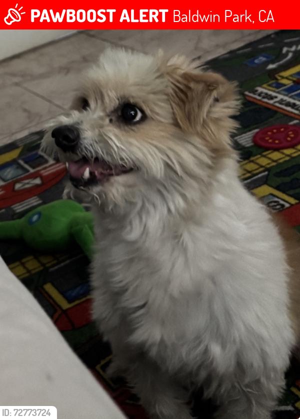 Lost Male Dog last seen Palm street, Baldwin Park, CA 91706