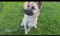 Found/Stray Female Dog last seen Peck Road, El Monte, CA 91732
