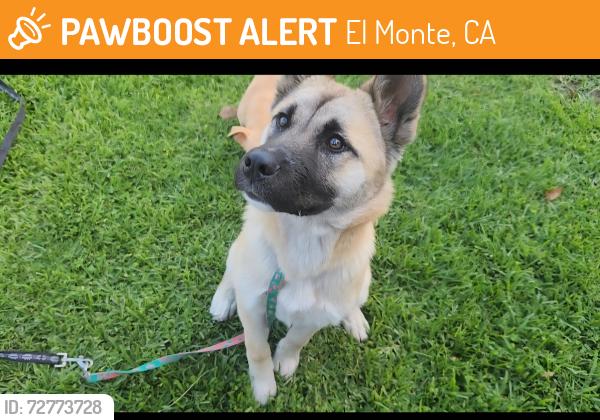 Found/Stray Female Dog last seen Peck Road, El Monte, CA 91732
