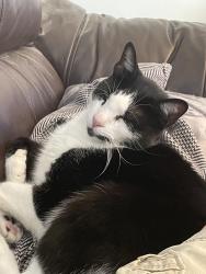 Lost Male Cat last seen ne 21st avenue imperial point, LAUD BY SEA, FL 33308
