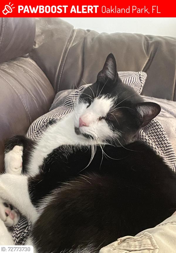 Lost Male Cat last seen ne 21st avenue imperial point, LAUD BY SEA, FL 33308