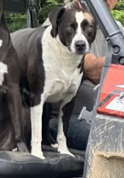 Lost Male Dog last seen Bagwell Road/Sunnyview Primary School/Ruggles Ferry area, Knoxville, TN 37924