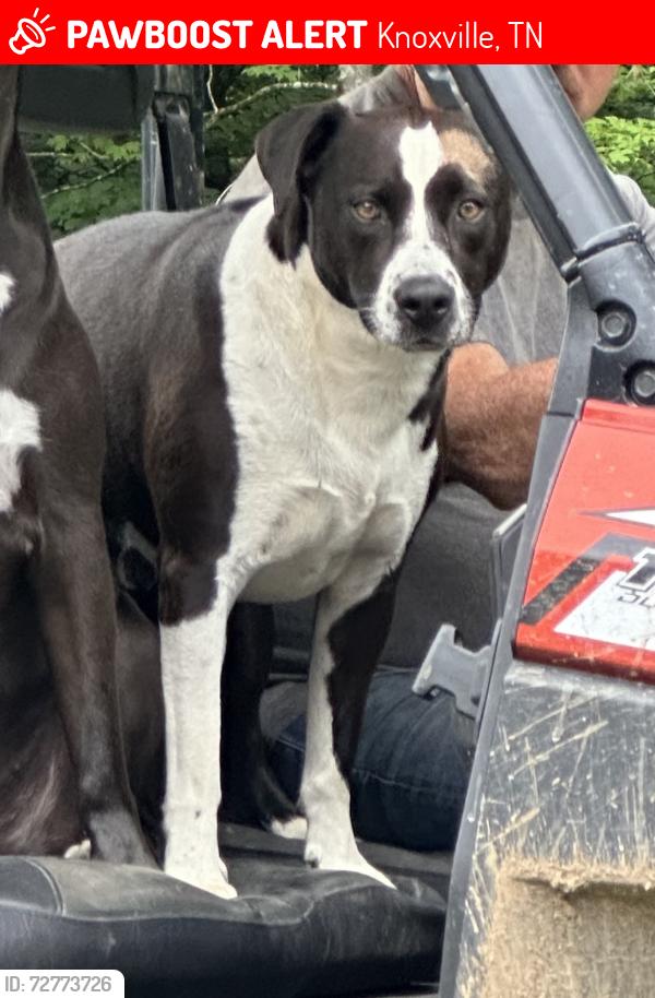 Lost Male Dog last seen Bagwell Road/Sunnyview Primary School/Ruggles Ferry area, Knoxville, TN 37924