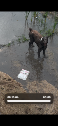 Found/Stray Unknown Dog last seen Stillwater pass, San Antonio, TX 78254