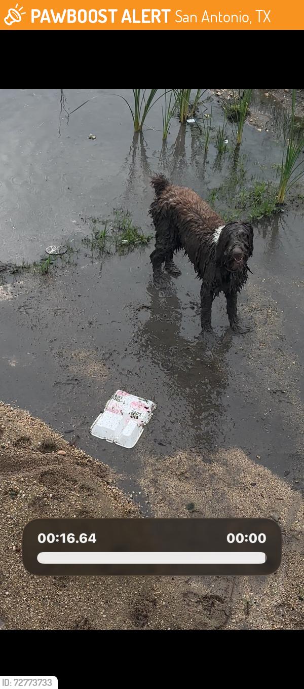 Found/Stray Unknown Dog last seen Stillwater pass, San Antonio, TX 78254