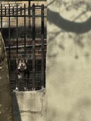 Found/Stray Unknown Dog last seen Near between Merriam and Ogden Bronx ny, The Bronx, NY 10452