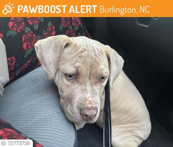Found/Stray Male Dog last seen Webb ave, Burlington, NC 27215