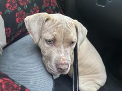 Found/Stray Male Dog last seen Webb ave, Burlington, NC 27215