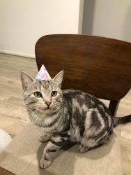 Lost Male Cat last seen Moffatt Crescent/Mossfiel Drive, Hoppers Crossing, VIC 3029