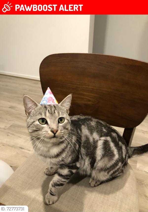 Lost Male Cat last seen Moffatt Crescent/Mossfiel Drive, Hoppers Crossing, VIC 3029