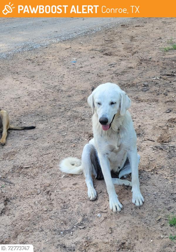 Found/Stray Female Dog last seen Near and Crockett martin , Conroe, TX 77306