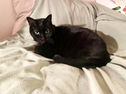 Lost Female Cat last seen Vineyard gardens apmts , Oxnard, CA 93036