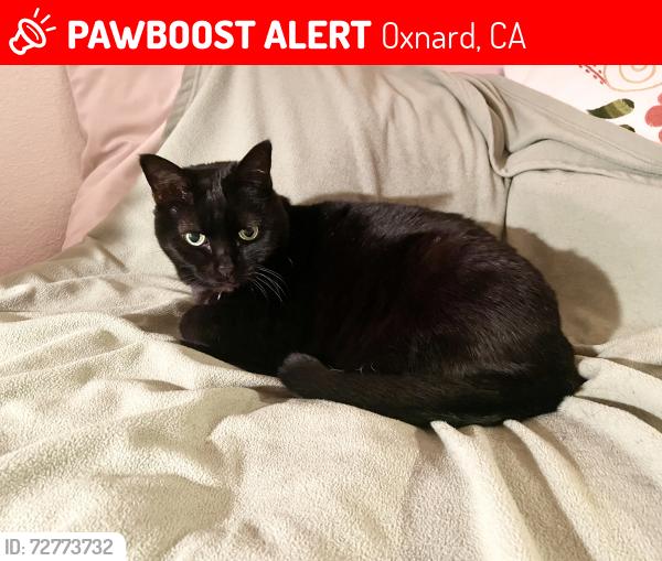 Lost Female Cat last seen Vineyard gardens apmts , Oxnard, CA 93036