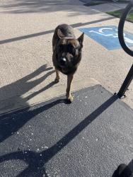 Found/Stray Unknown Dog last seen Texas Ave , Baytown, TX 77520