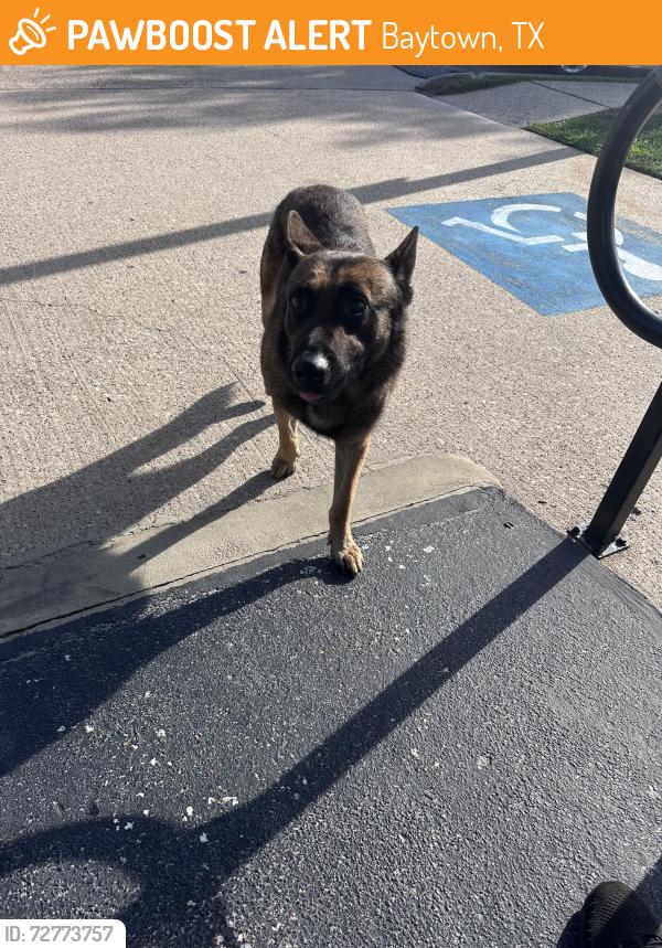 Found/Stray Unknown Dog last seen Texas Ave , Baytown, TX 77520
