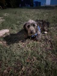Found/Stray Male Dog last seen Piper's lane, San Antonio, TX 78251