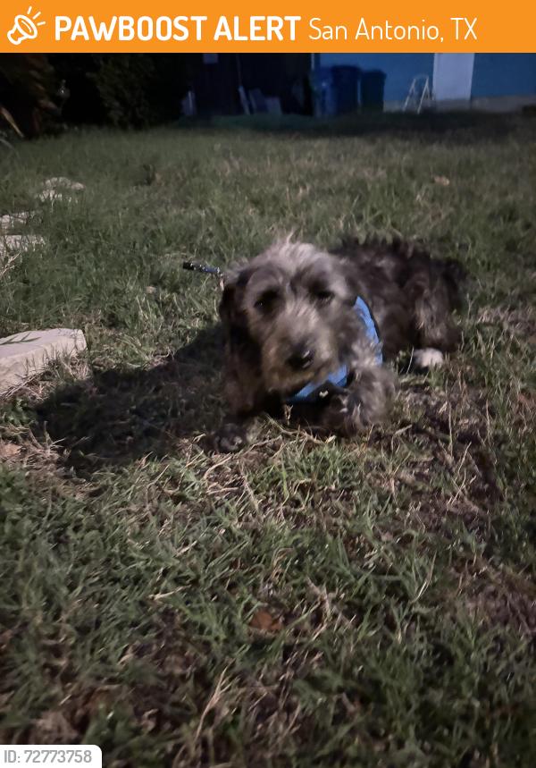 Found/Stray Male Dog last seen Piper's lane, San Antonio, TX 78251