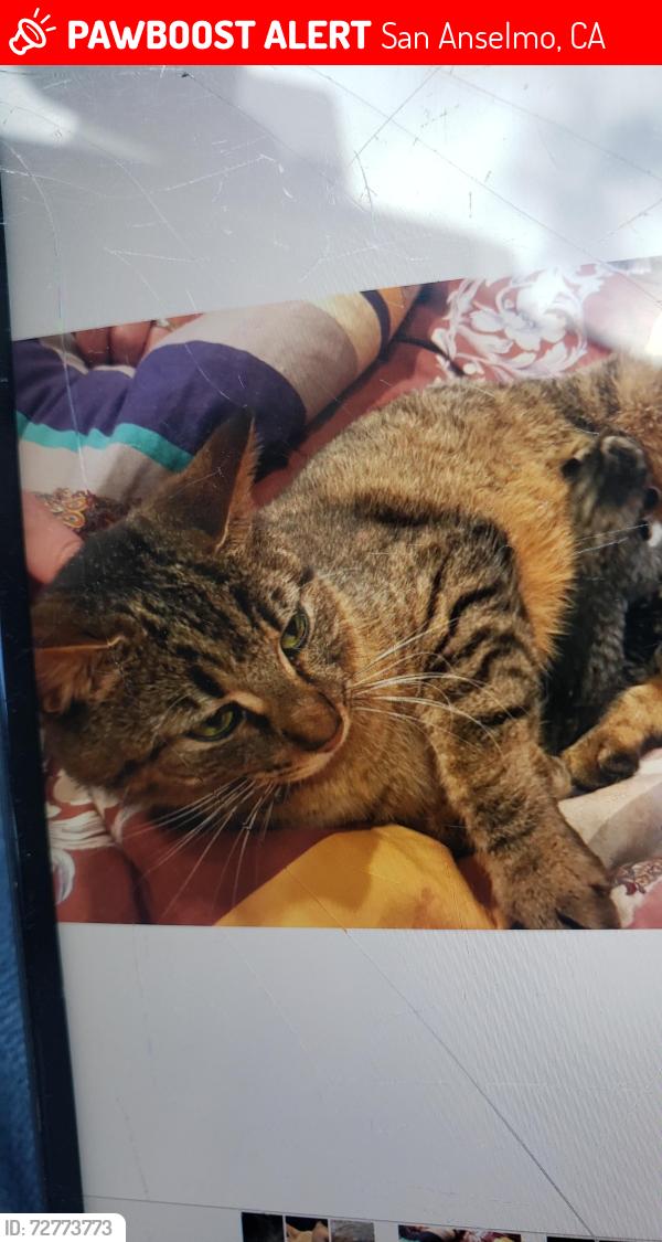 Lost Male Cat last seen Marin shopping center, San Anselmo, CA 94960
