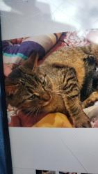 Lost Male Cat last seen Marin shopping center, San Anselmo, CA 94960