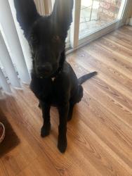 Lost Female Dog last seen Near , Oakland, CA 94605