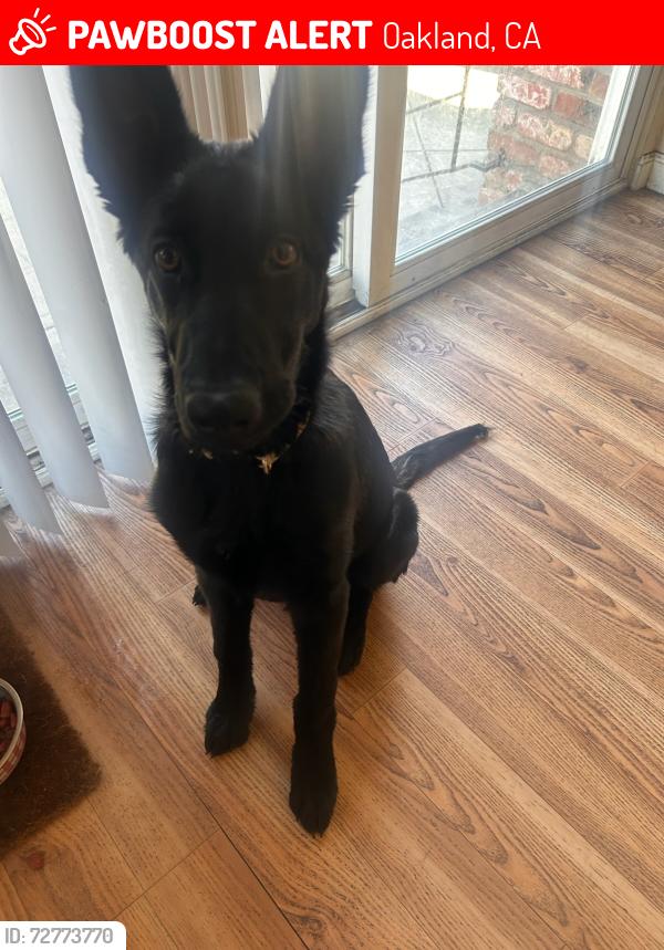 Lost Female Dog last seen Near , Oakland, CA 94605