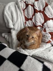 Lost Male Cat last seen Mill st , Green Cove Springs, FL 32043