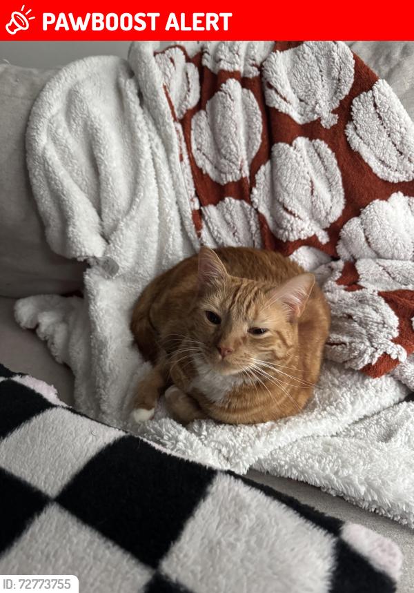 Lost Male Cat last seen Mill st , Green Cove Springs, FL 32043